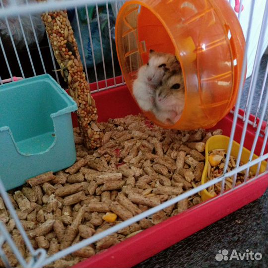 Джунгарский хомяк с клеткой