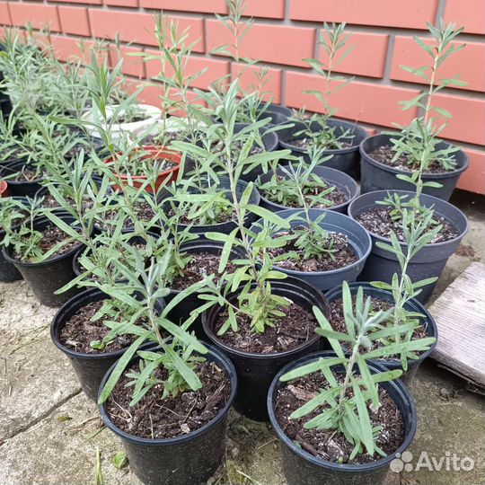 Лаванда узколистная саженцы