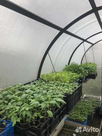 Продам рассаду