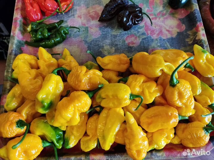 Сверх острый перец