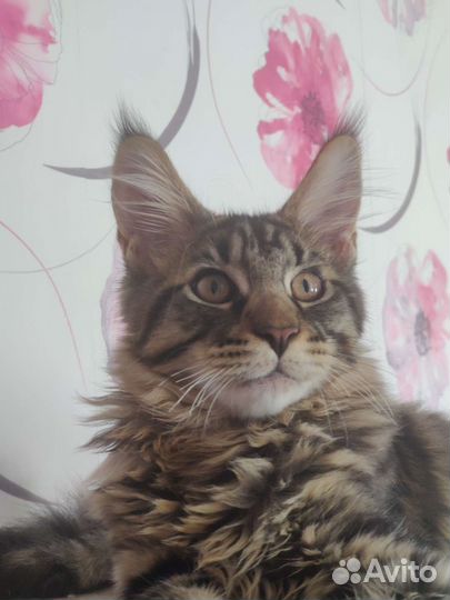 Котята мейн-кун