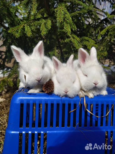 Крольчата