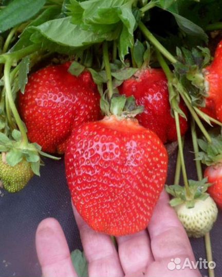 Рассада клубники Азия