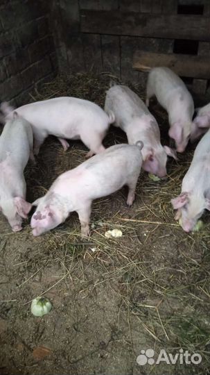 Поросенок ландрас