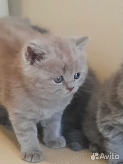 Шотландские котята