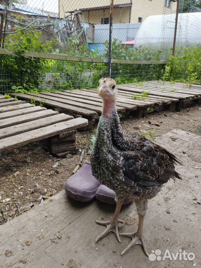 Индюшата подрощенные Северо-Кавказская бронзовая