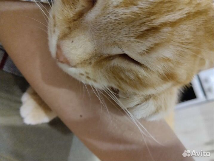 Безумно ласковый кот ищет дом