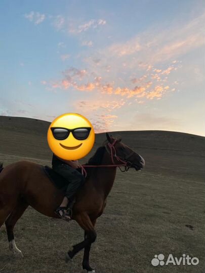 Лошадь кабыла