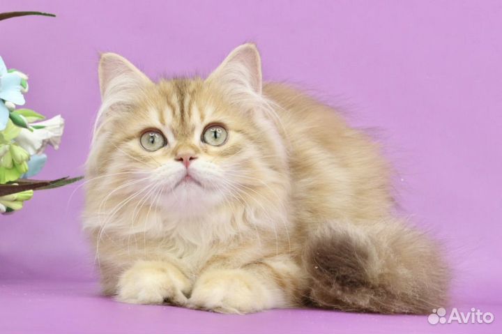 Кот blh by12(22) шоколадная золотая шиншилла