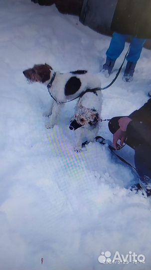 Фокстерьер продажа щенков