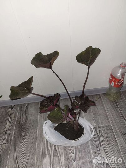 Бузульник зубчатый цветущий