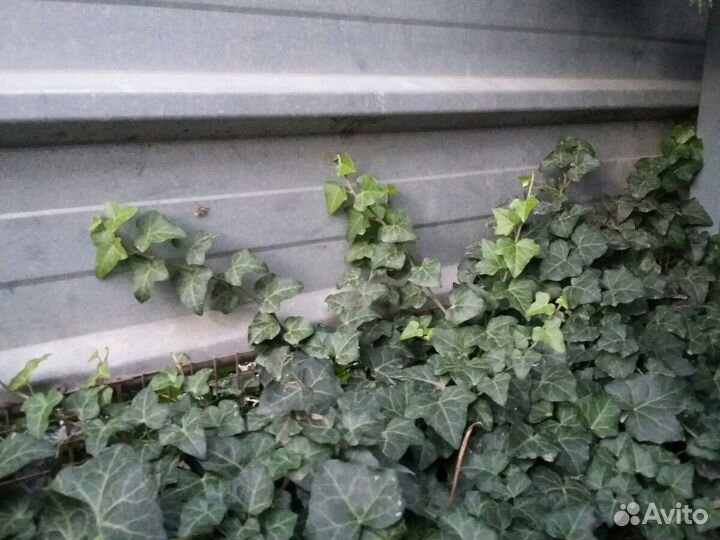 Плющ садовый