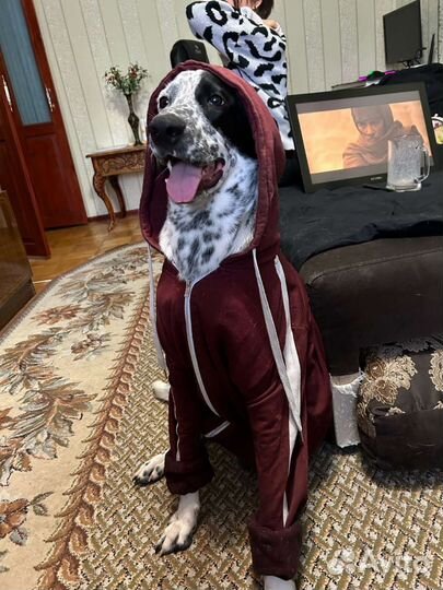 Собака долматинец