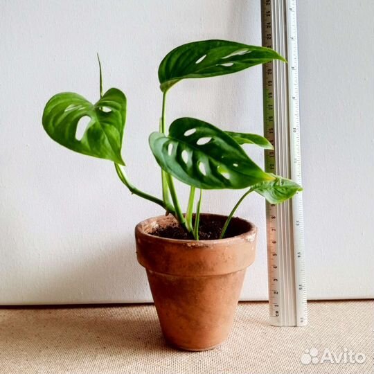 Монстера Манки Маск