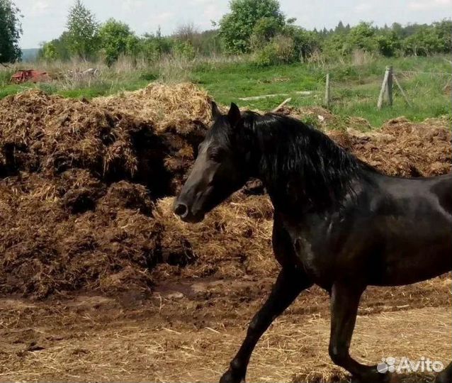 Конский навоз. Самовывоз, доставка