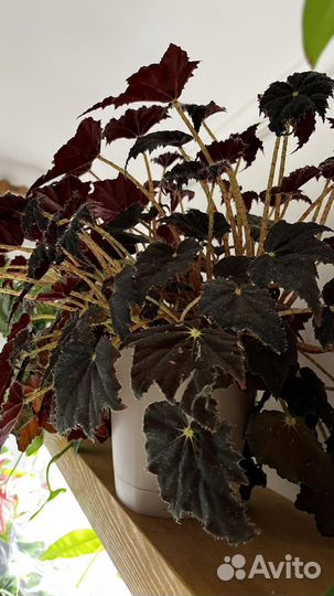 Растения на срез