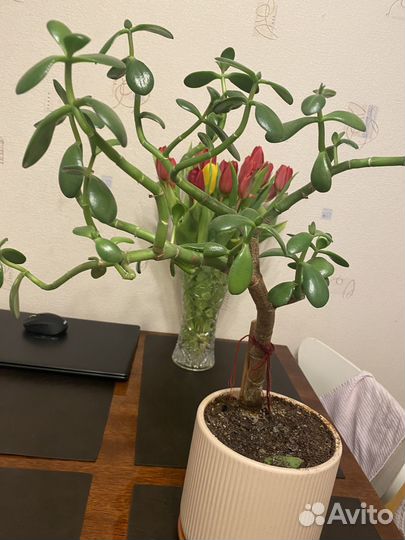 Денежное дерево толстянка крассула