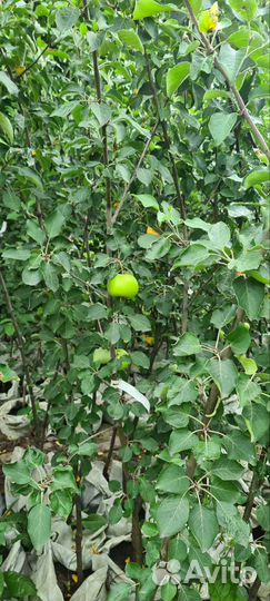 Рождественская яблоня