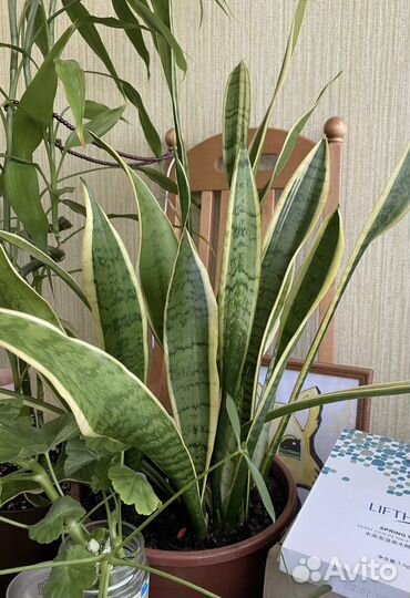 Сансевиерия