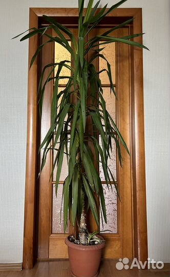 Пальма Юкка