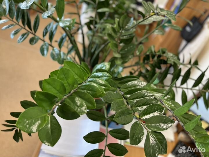 Продам зомиокулкас или евровое дерево