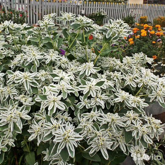 Поделюсь семенами