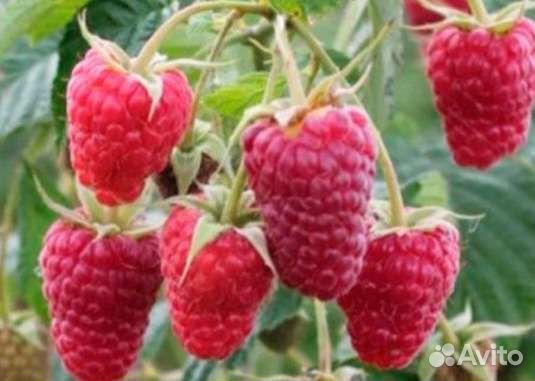 Саженцы малины летней