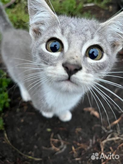 Самые красивые котята в мире