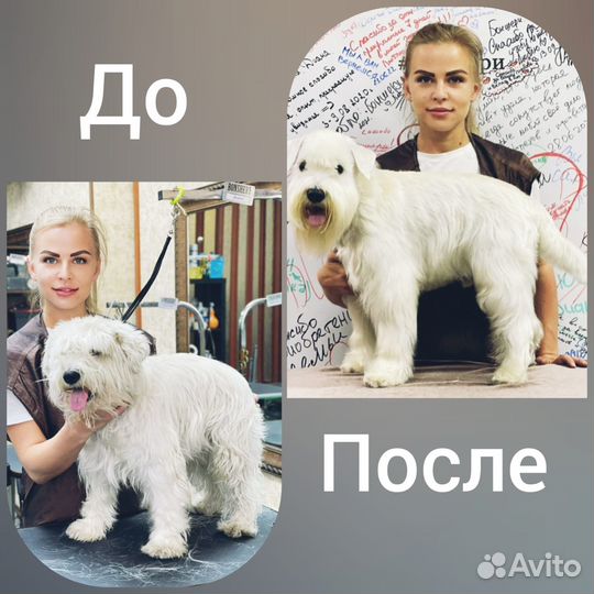 Грумер стрижка собак