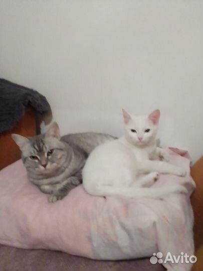 Отдам котиков в хорошие заботливые руки