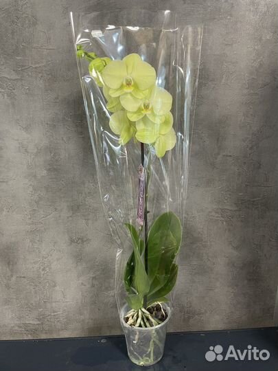 Орхидея фаленопсис