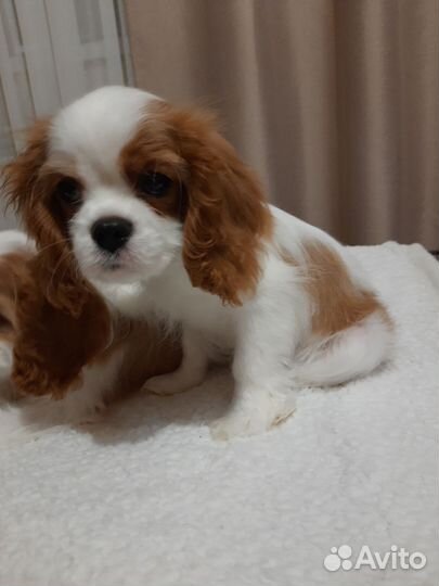 Щенки Кавалер Кинг Чарльз спаниель