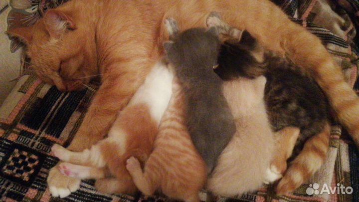 Котята в добрые руки