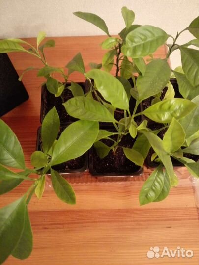 Каламондин, комнатный мандарин