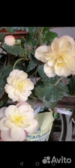 Бегония ампельная ароматная клубневая боливийская