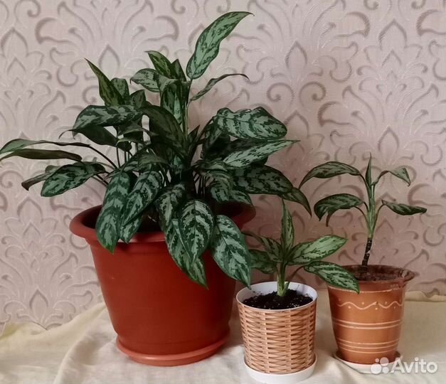 Комнатные цветы диффенбахия