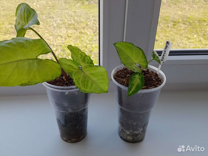 Фикус бенжамина