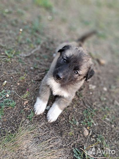 Отдам в добрые руки щенков