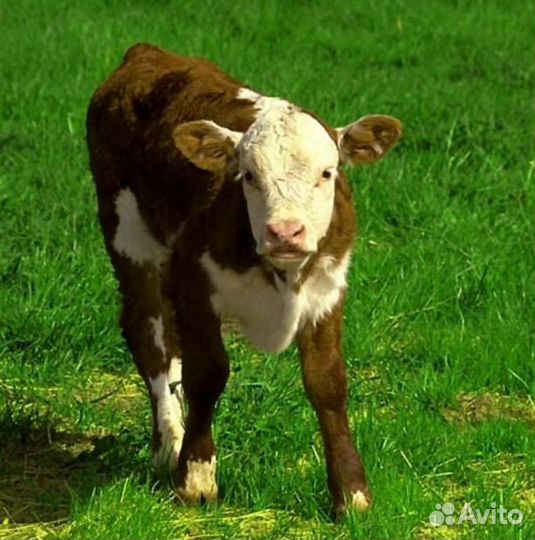Быки тёлки породистый
