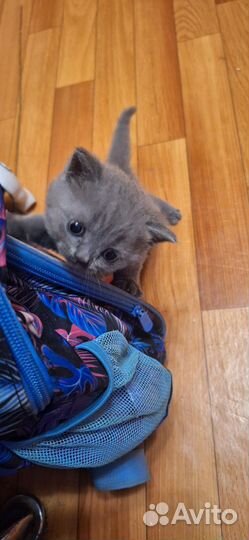 Продам котят