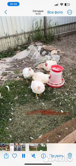 Куры бройлеры