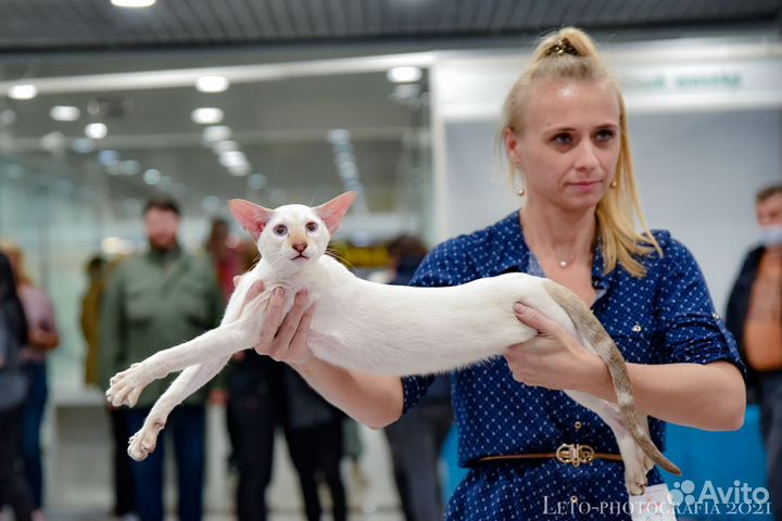 Ориентальный котик