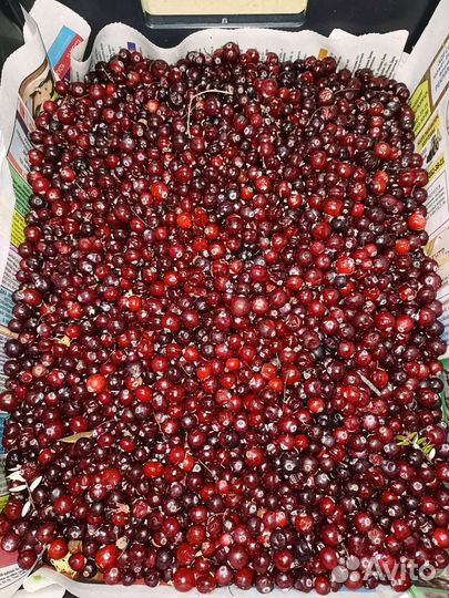 Ягоды брусника,клюква