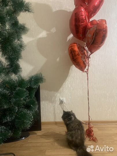 Отдам в добрые руки кошку