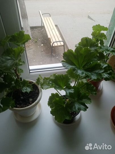 Пеларгония герань