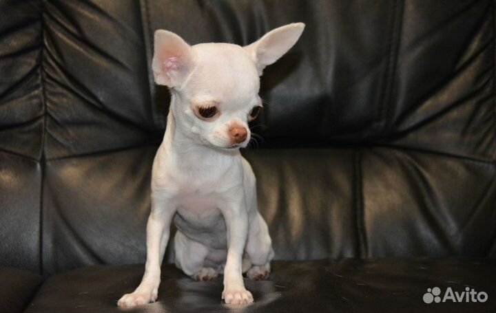 Щенки Чихуахуа