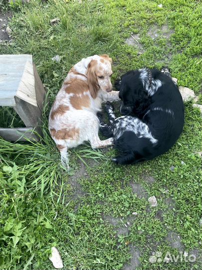 Продам щенков русского спаниеля