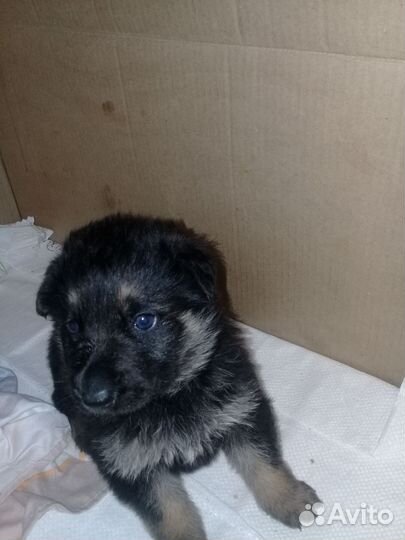 Немецкая овчарка