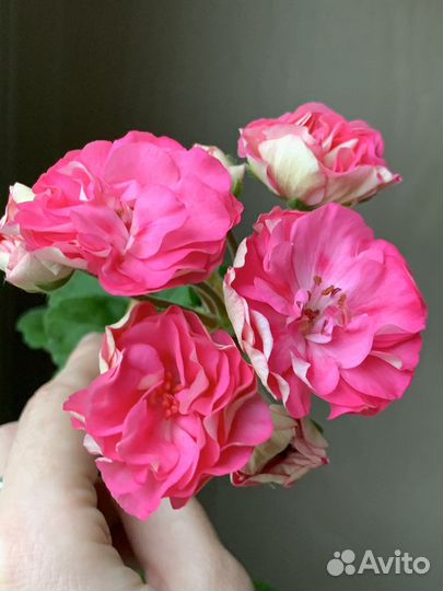 Пеларгония юв майская роза