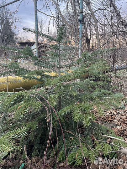 Пихта кавказская